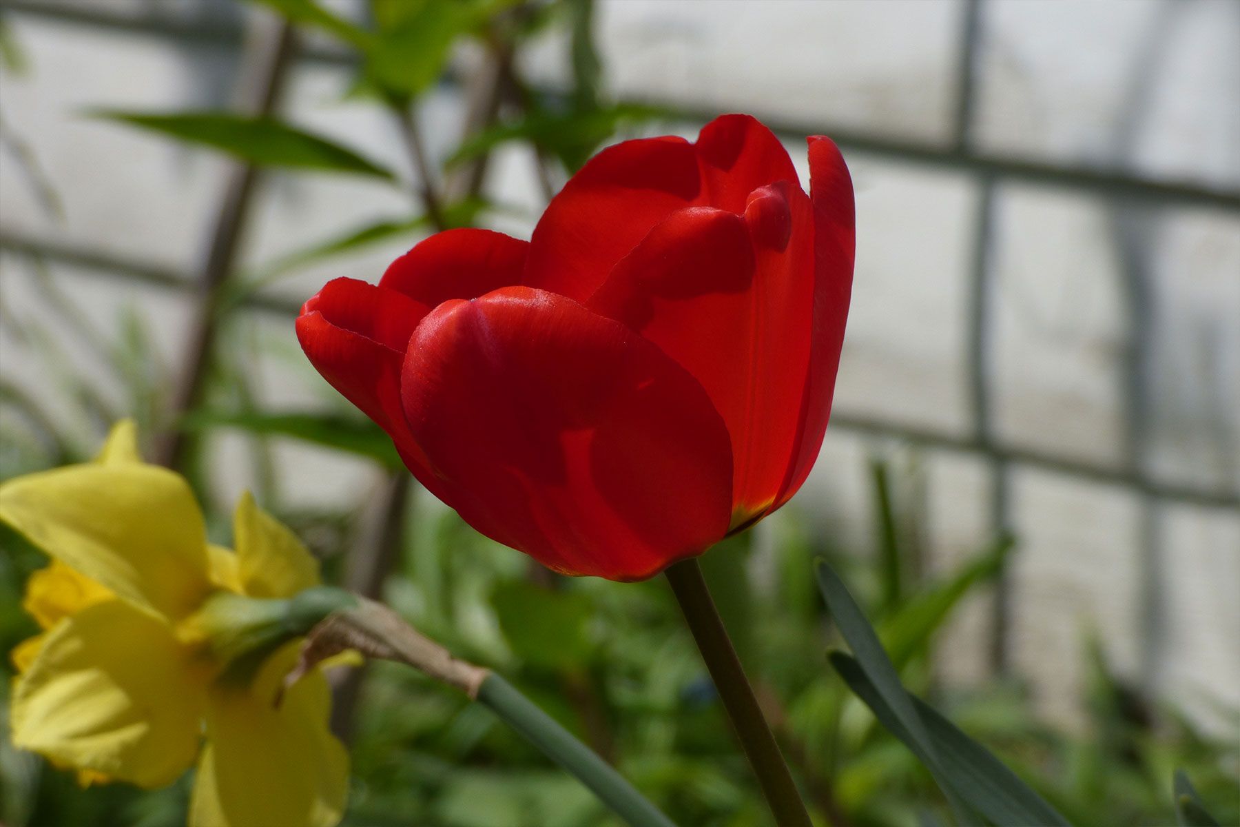 The Shaw Guild Garden Tour