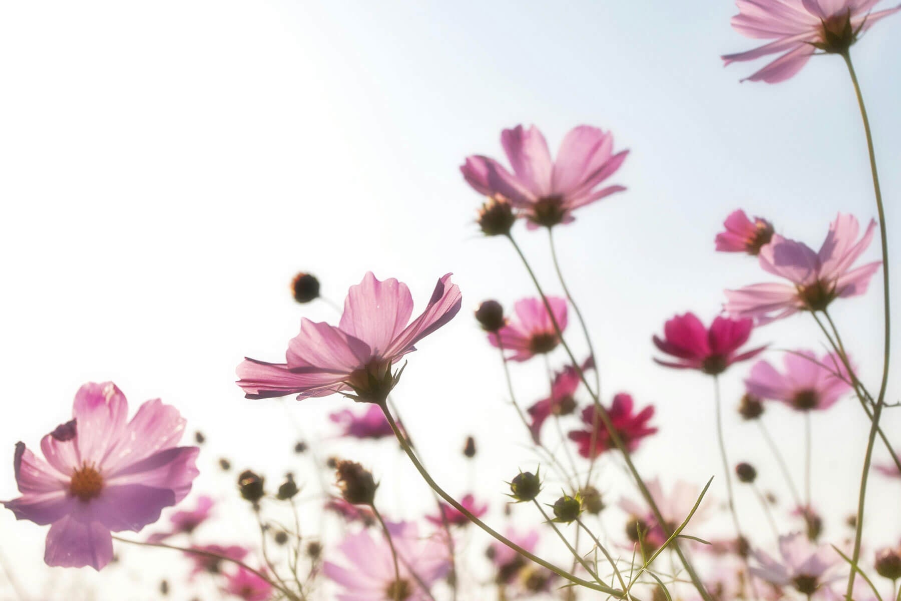 The Shaw Guild Garden Tour
