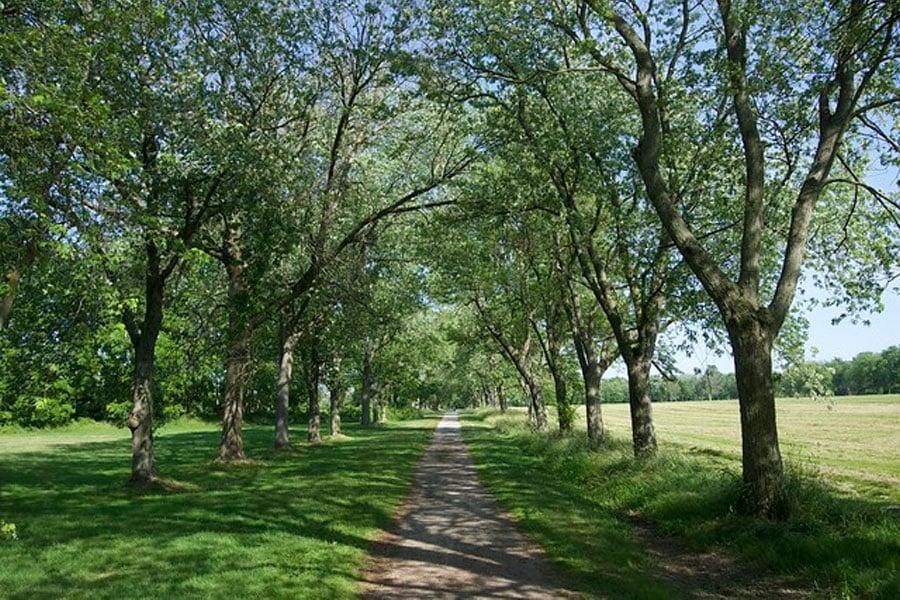 Age-Friendly Nature Walk – Older Adults
