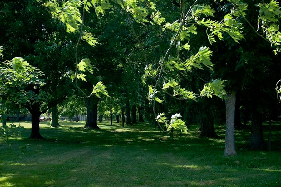 Age-Friendly Nature Walk – Intergenerational
